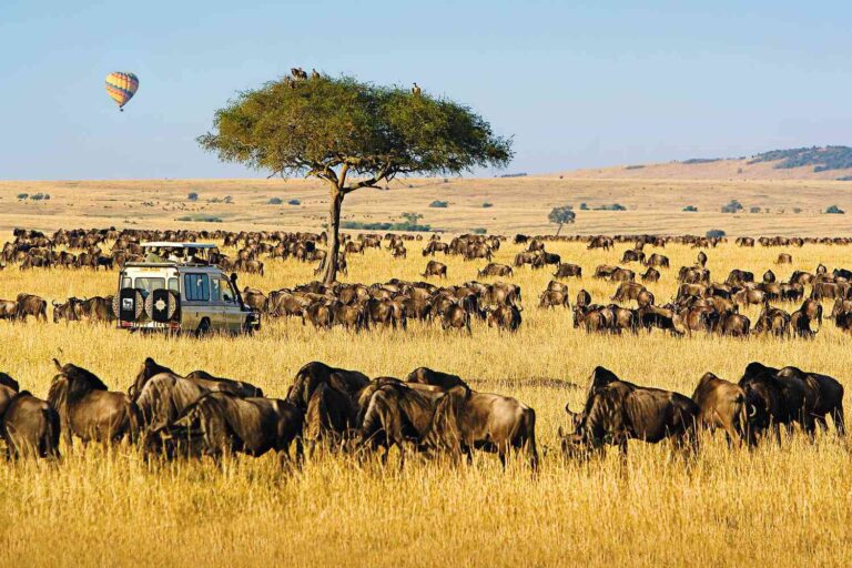 Best South African Safari Companies for Authentic Wildlife Adventures in 2025