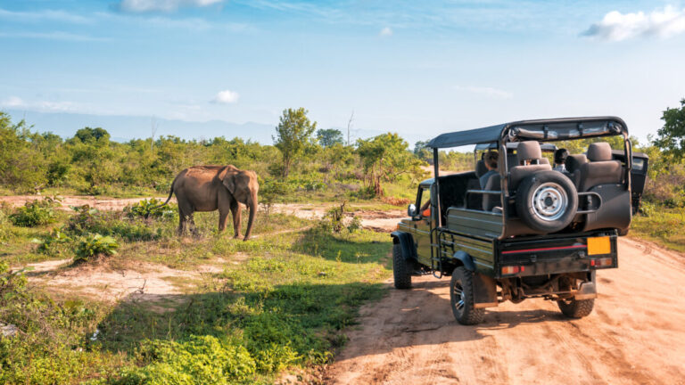 The Ultimate Guide to the Best Luxury African Safari Tours
